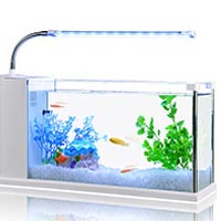 fish tank water